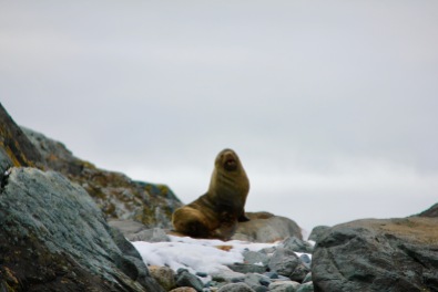 Fur seals staring at our zodiac.