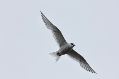 The Arctic tern -- a tiny bird that spends time in both the Arctic and Antarctic -- covering huge distances in the process.